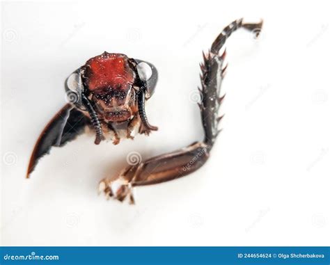 Madagascar Cockroach Dissection 的图像结果