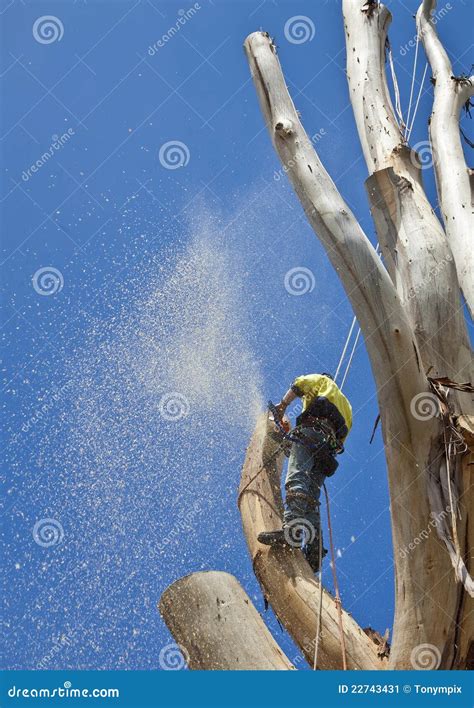 Image result for Felling a Large Tree