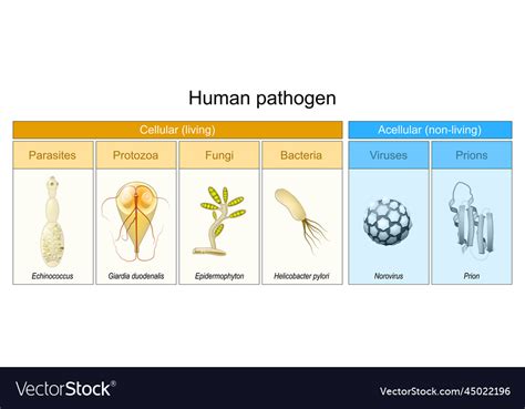 Image result for Pathogen of Humans