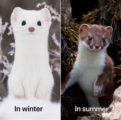White Stoat Pet