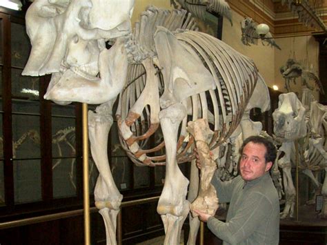 Short Faced Bear Skull