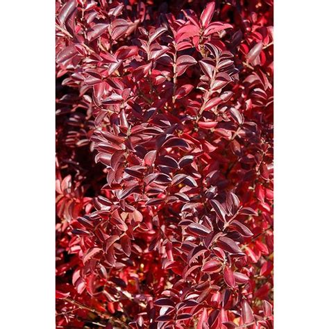 Monrovia Raspberry Dazzle Crape Myrtle Flowering Shrub in Pot With Soil ...