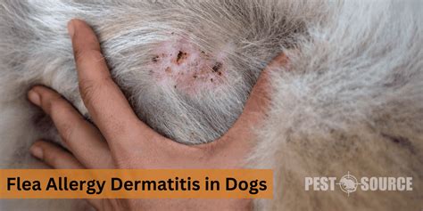 https://pestsource.com/wp-content/uploads/flea-allergy.png?utm_source=chatgpt.com