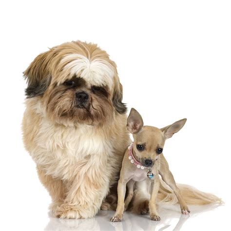 Shih Tzu Chihuahua Mix Dogs | Puppies Cares