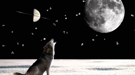 Wolves Song 1 Hour Loop 的图像结果