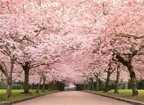 Bangye-ri Ginkgo Tree Day Tour from Seoul: Wonju & Sogeumsan Cable ...