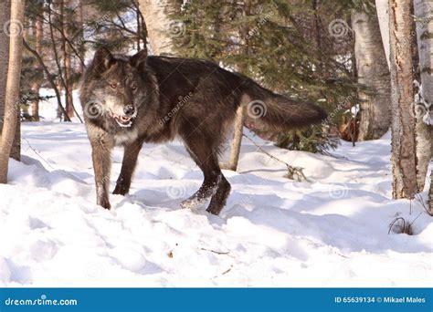 Black Timber Wolf