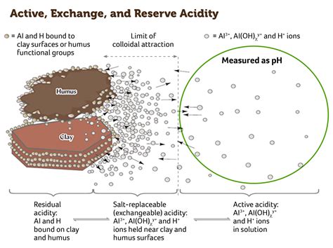 The Chemistry Of Soil pH