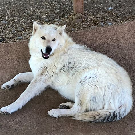 SEDONA WOLF SANCTUARY (2025) All You Need to Know BEFORE You Go (with ...