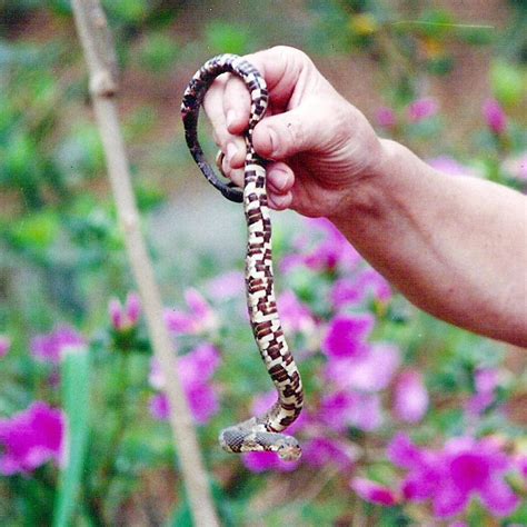 Broad-Banded Watersnake of Louisiana - HubPages