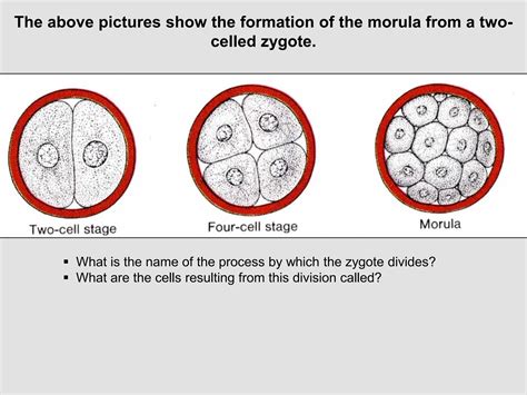 Image result for Embryogenesis Process