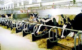 Haryana 50 Cows Dairy Yojana – PRADHAN MANTRI VIKAS YOJANA