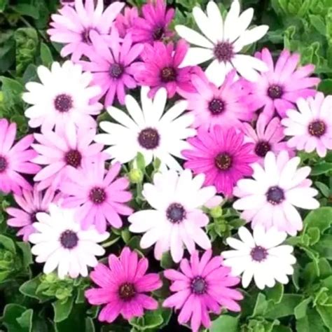 Buy Golden Hills Osteospermum ecklonis Mix Seeds Online at the Best ...