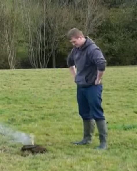 Image result for Exploding Cow GIF