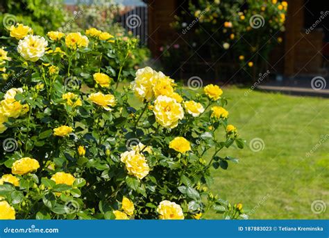 Beautiful Bush of Yellow Roses in Garden. Natural Floral Roses ...