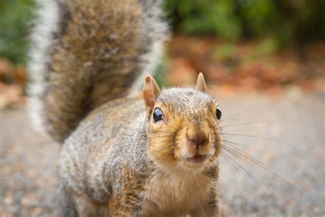 Can Natural Repellents Keep Squirrels Away? | Elite Wildlife