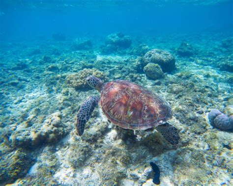 水中的海龟图片-海底中的海龟特写素材-高清图片-摄影照片-寻图免费打包下载