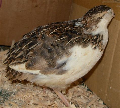 The Ultimate Comprehensive Coturnix Color Guide | BackYard Chickens ...