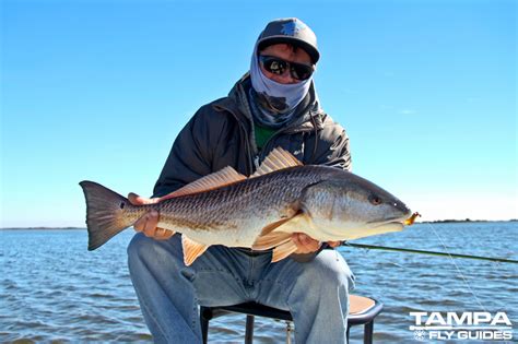 Fly Fishing Sarasota to Homosassa- Winter Redfish – Tampa Fly Guides