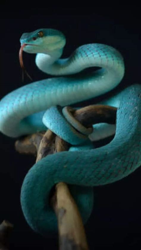 Iron Deficiency Symptoms: Do NOT overlook the sign inside your lower eyelid