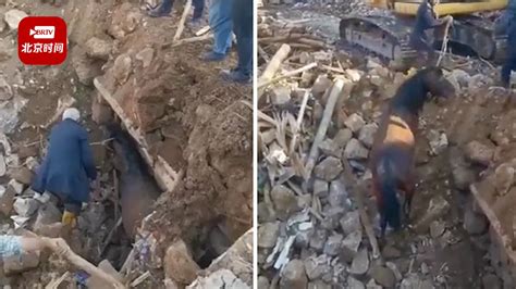 这是个奇迹！土耳其地震21天后一匹马被救出_北京时间
