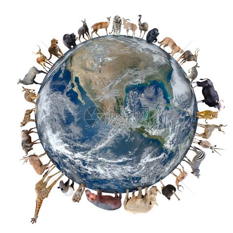 世界动物地图 的图像结果