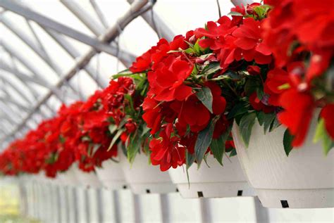 How to Grow and Care for New Guinea Impatiens