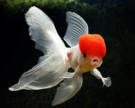 Buy Goldfish Online at Low Price in India – Best4Pets