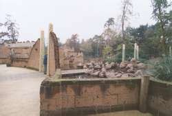 ZooLex Exhibit - Ancient City's Baboons