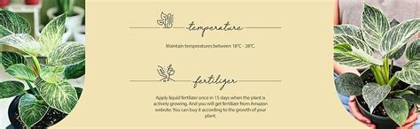 UGALOO Philodendron Birkin-White Wave Air Purifier Plant (Pack of 1 ...