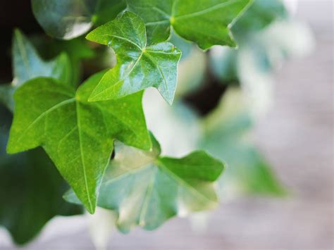 English Ivy Plants: Do They Improve Air Quality? - Molekule