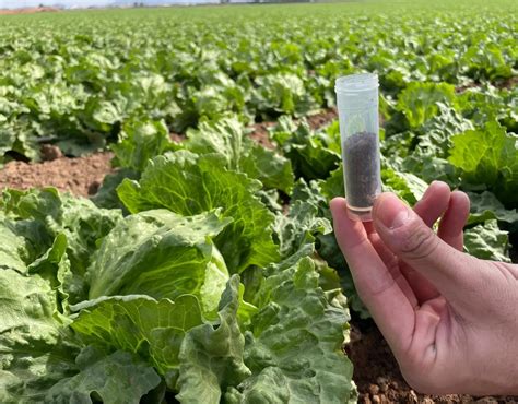 Image result for How to Take Soil Sample for Testing