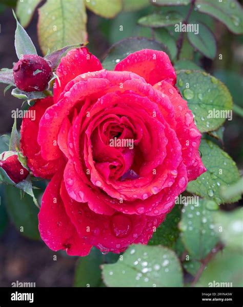 Fragrant cloud rose garden hi-res stock photography and images - Alamy