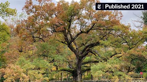 How Many Leaves Does an Oak Tree Have? - My Heart Lives Here
