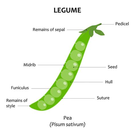 Premium Vector | Legume Pea Pisum sativum Internal view of fruit