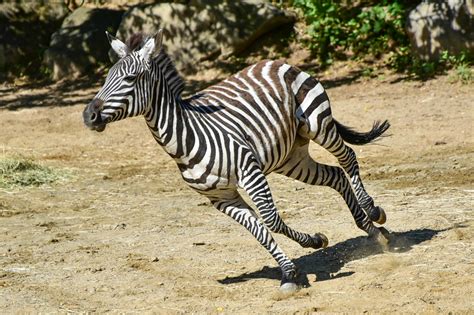 plains zebra scientific name