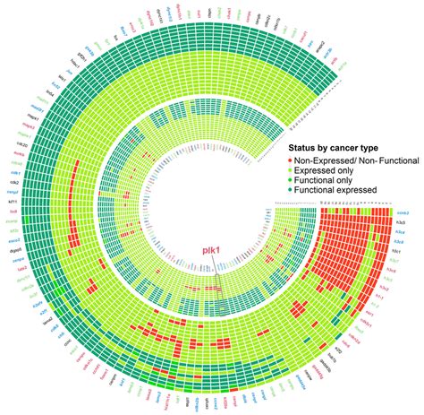 The plk1 Gene Regulatory Network Modeling Identifies Three Circuits for ...