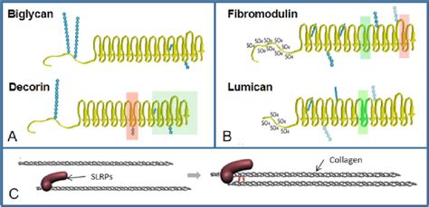 Image result for Slrp Connection