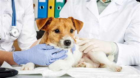 Emergency Veterinary Services | Springfield, MO