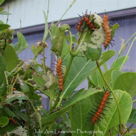 Julie Ann Brady : Blog On: Yellow Mandevilla Host Plant of Oleander Caterpillar