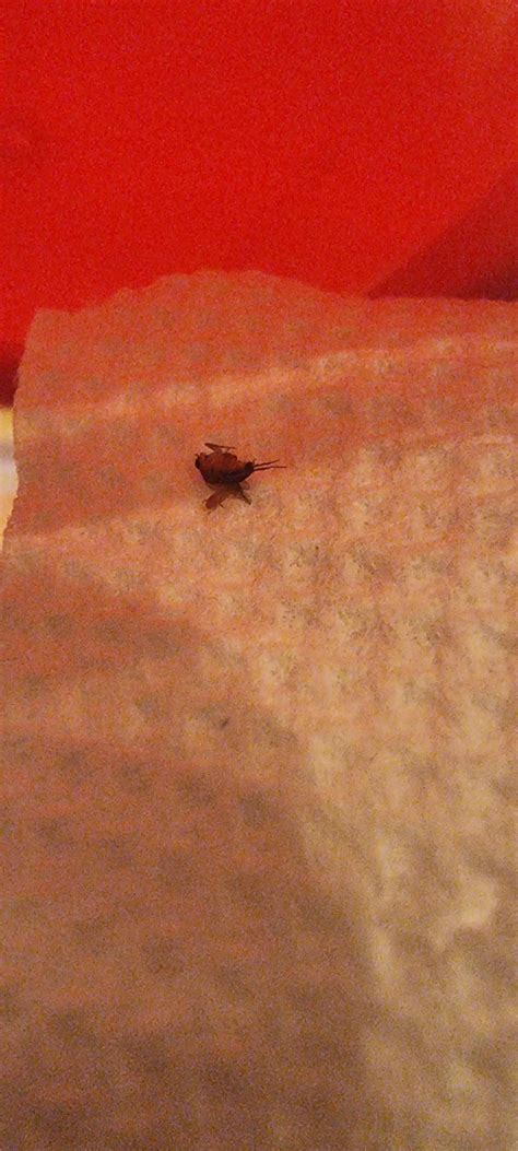 Image result for Insect Inside Review