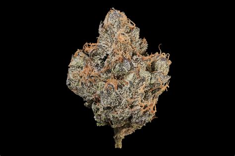 Vanilla Frosting — MAVEN GENETICS