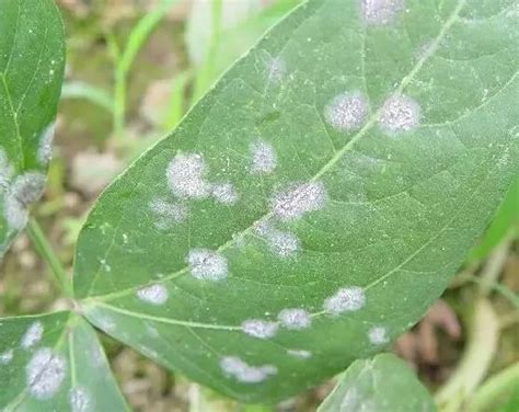 植物真菌病害防治药剂、常见植物真菌病害微生物防治药剂、复合木霉菌微生物农药防治真菌性土传病害