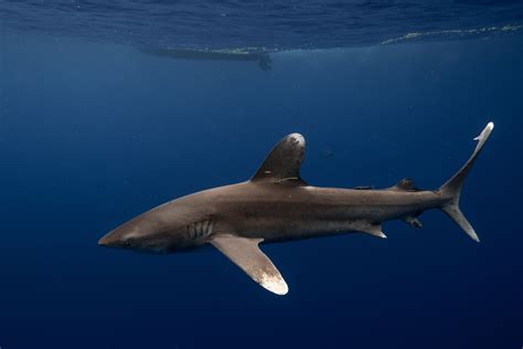 White Tip Sharks Encounter With An Oceanic Whitetip Shark Underwater