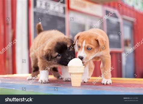 Can I Give My Puppy Ice Cream