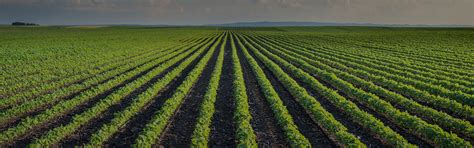 Apple Crop Protection