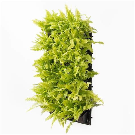 Buy Ferns online from Nurserylive at lowest price.