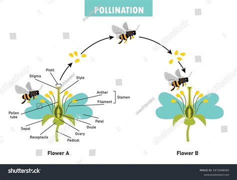 Diagram Showing Pollination Flower Bee Stock Vector (Royalty Free ...
