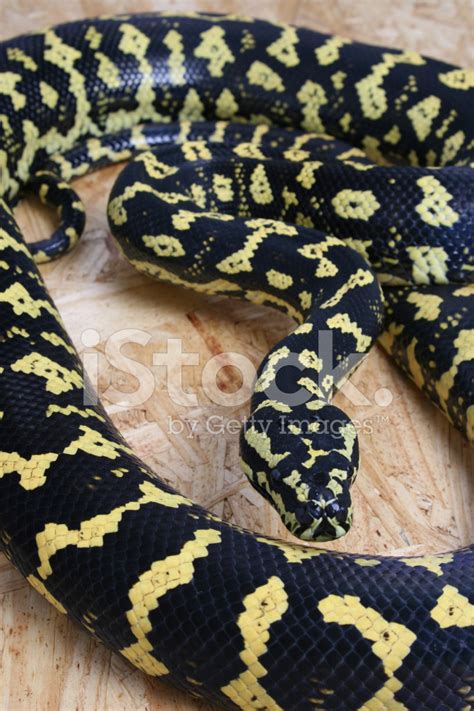 Image result for Snake Carpet Python