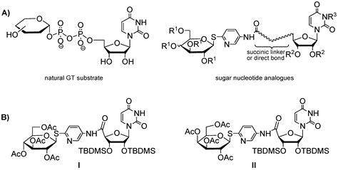 Novel Uridine Glycoconjugates, Derivatives of 4-Aminophenyl 1 ...